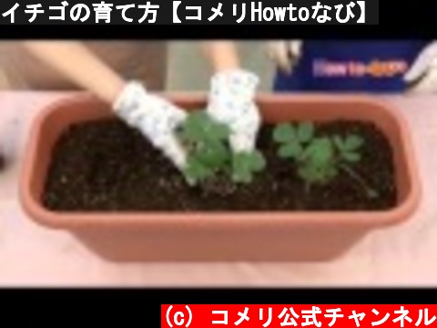 イチゴの育て方【コメリHowtoなび】  (c) コメリ公式チャンネル